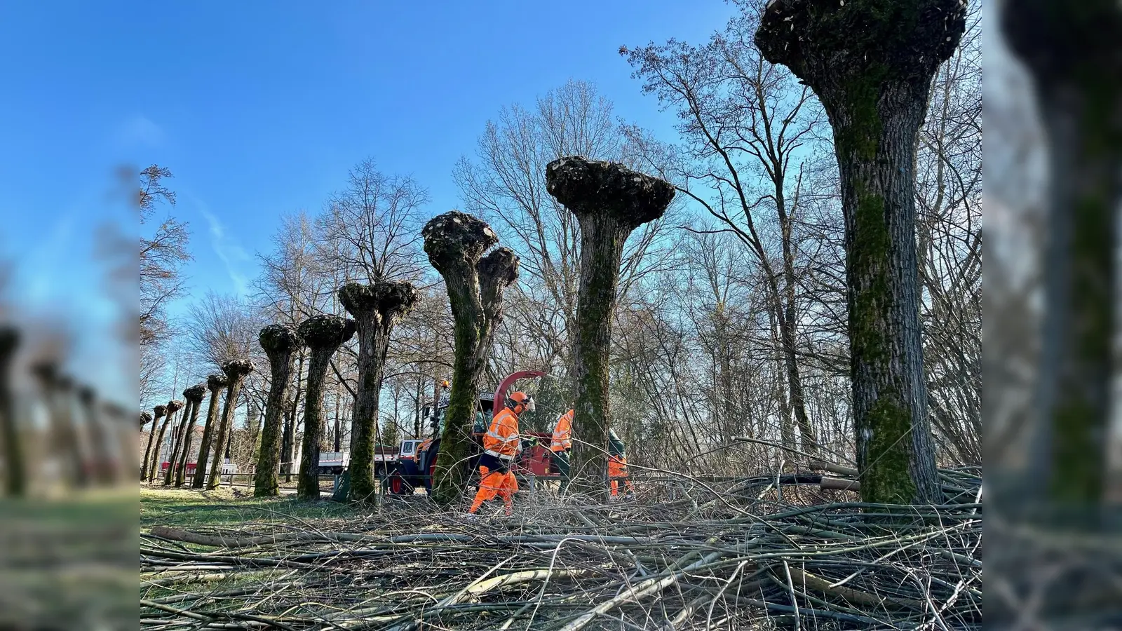 Erste Vorboten des Frühlings in Weiden: Mitarbeiter der Stadtgärtnerei schneiden Kopfweiden zurück.  (Bild: Gabi Schönberger)