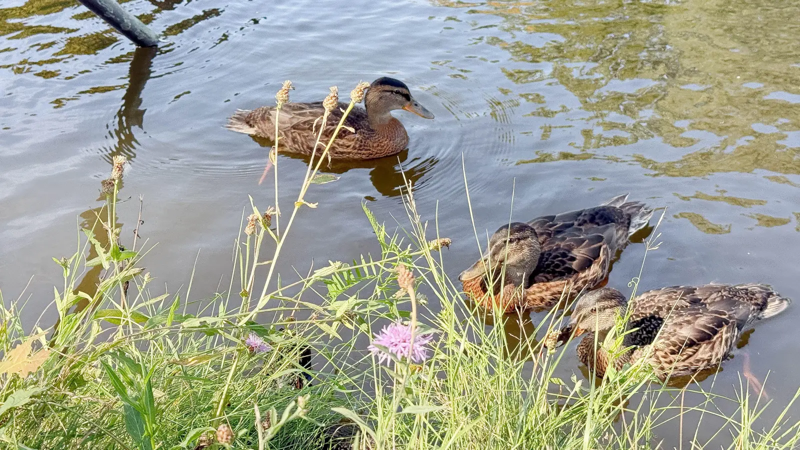 Rund um den Flutkanal in Weiden leben viele Stockenten. Dort gibt es genug Nahrung für sie.  (Bild: Gabi Schönberger)