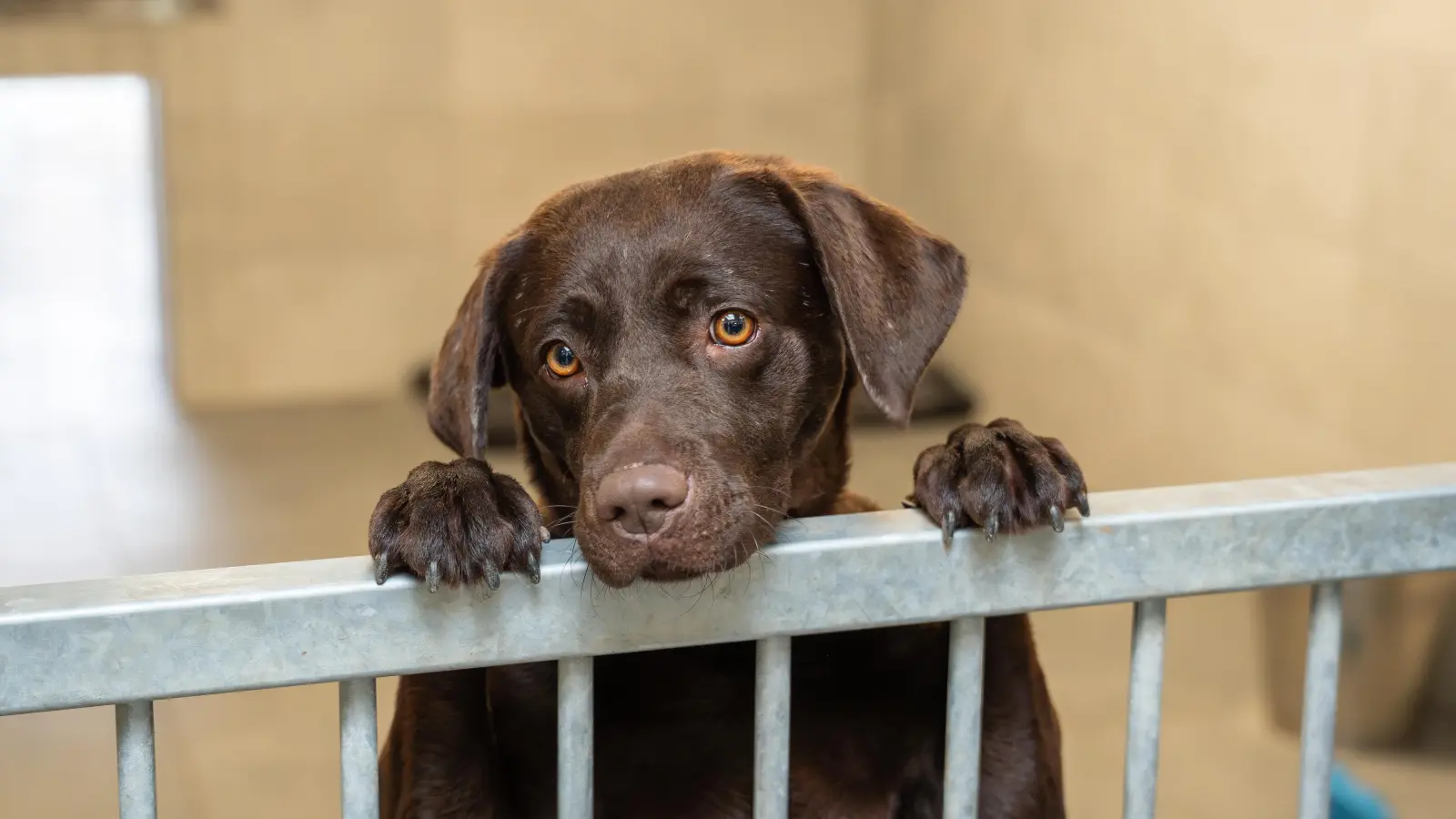 Labradorhündin „Roxy“ schaut über das halbhohe Gitter und wartet darauf, von ihren neuen Besitzern abgeholt zu werden. Sie ist eine von dreien, die bisher noch nicht vermittelt werden konnten.  (Bild: Franka Eichl)