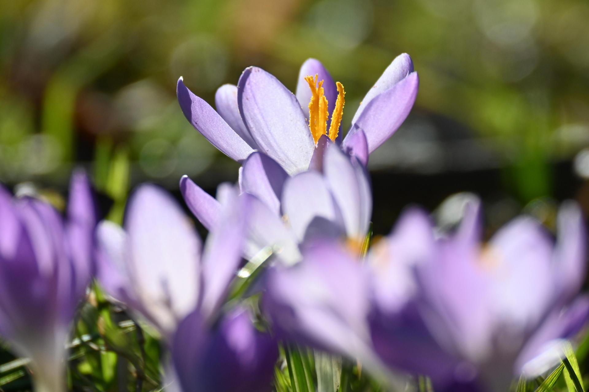 Am 20. März ist Frühlingsanfang. (Symbolbild: Katrin Requadt)