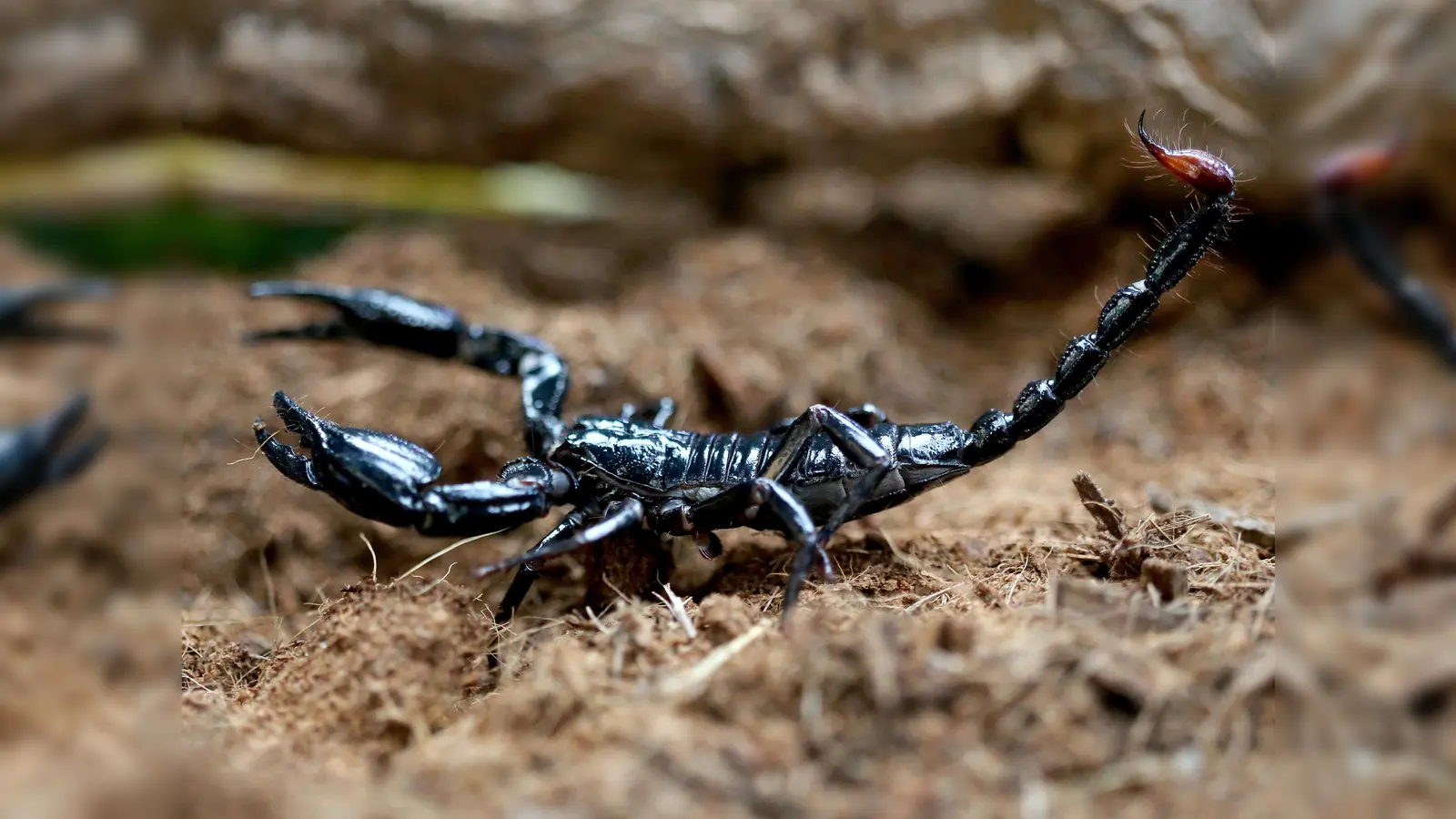 Ein giftiger blauer Thai Skorpion krabbelt durch sein Terrarium im Terrazoo. So ein Skorpion könnte aber auch im Shein-Paket auftauchen.  (Bild: Roland Weihrauch/dpa)