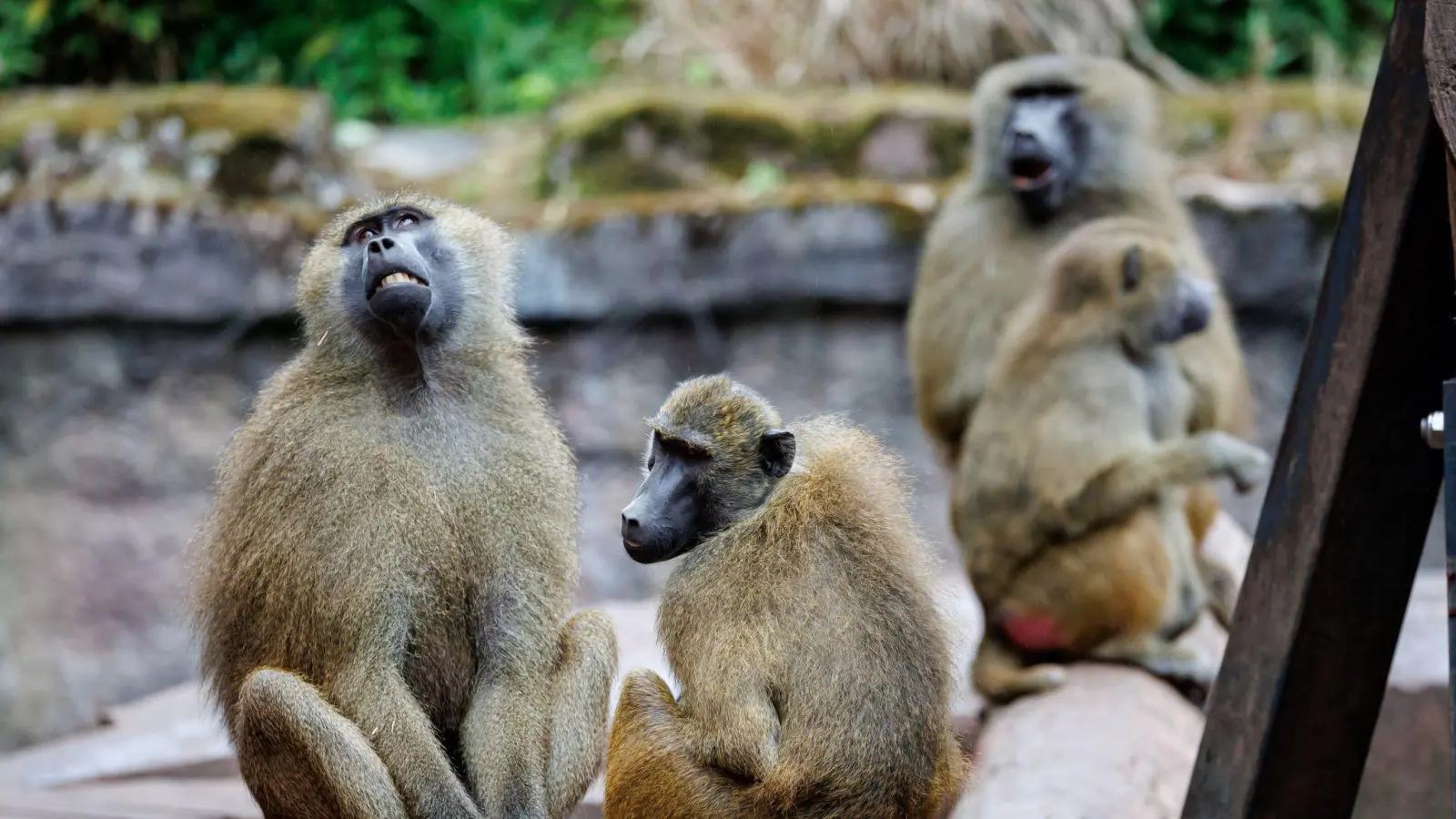 Das Pavian-Gehege ist überbelegt. Der Zoo will deshalb einige Tiere töten.  (Bild: Daniel Karmann/dpa)