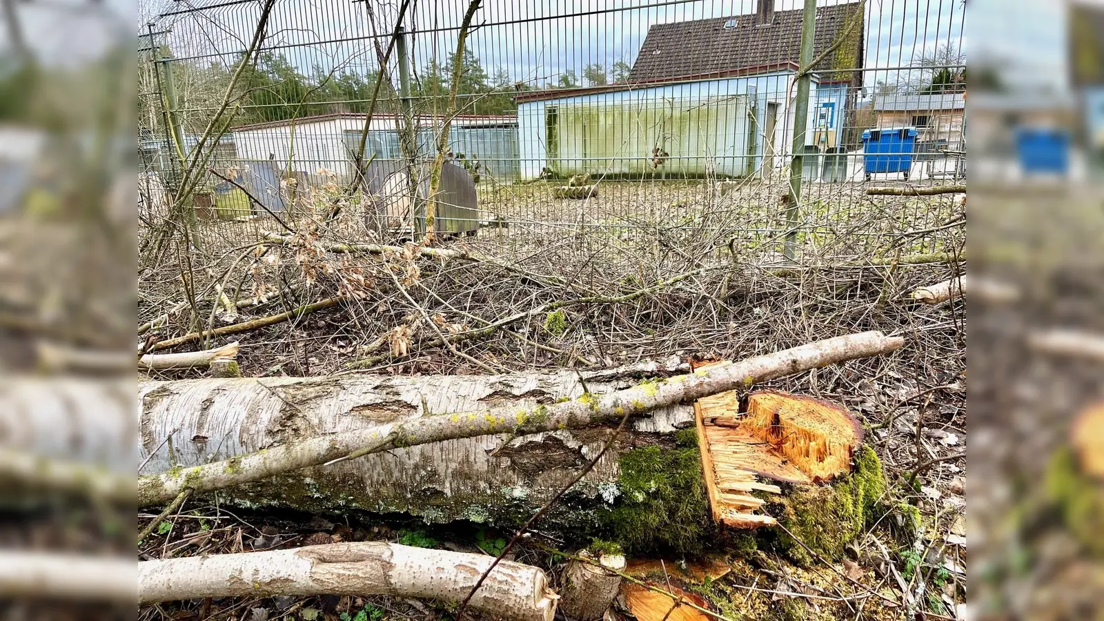 Die ersten Bäume sind gefällt. Direkt neben dem alten Weidener Tierheim (Hintergrund) entsteht nun ein neues Zuhause für heimatlose Tiere aus Weiden und dem Landkreis Neustadt. Läuft alles nach Plan, soll es der Neubau schon in einem Jahr fertig sein.  (Bild: Gabi Schönberger)