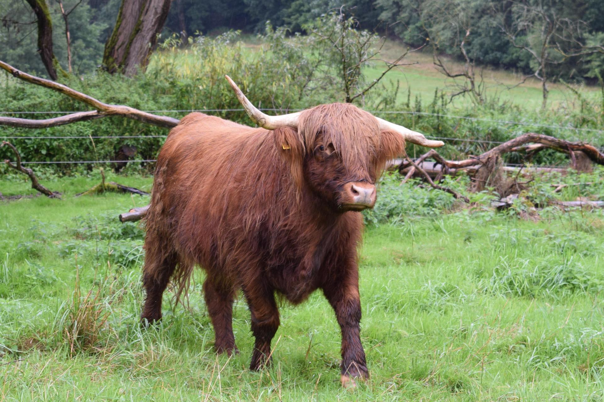 Ein ähnliches Hochlandrind entkam in Floß für kurze Zeit seinem Schicksal, als es durch ein Fenster einer Schlachtgemeinschaft sprang. (Symbolbild: Lena Schulze)