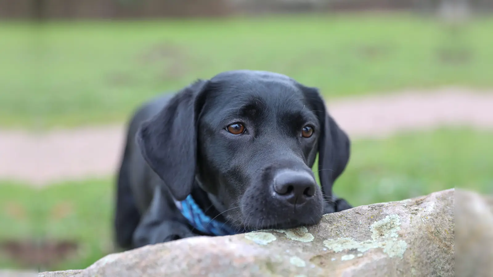Fünf junge, unterernährte Labradore wurden Anfang des Jahres von einem Hof gerettet. Inzwischen sind sie in einem guten Zustand. (Symbolbild: Krischi Meier)