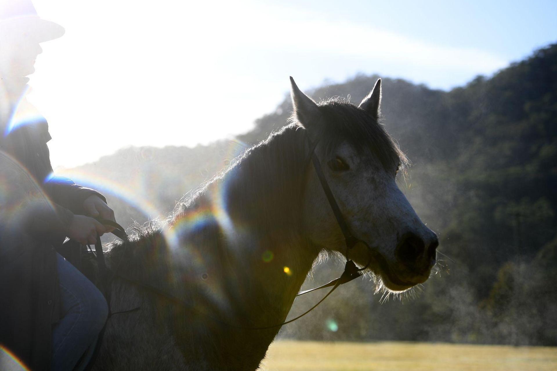 Am Freitagabend kam es zu einem Unfall zwischen einem Pferd und einem Auto. (Symbolbild: Dan Himbrechts/AAP/dpa)