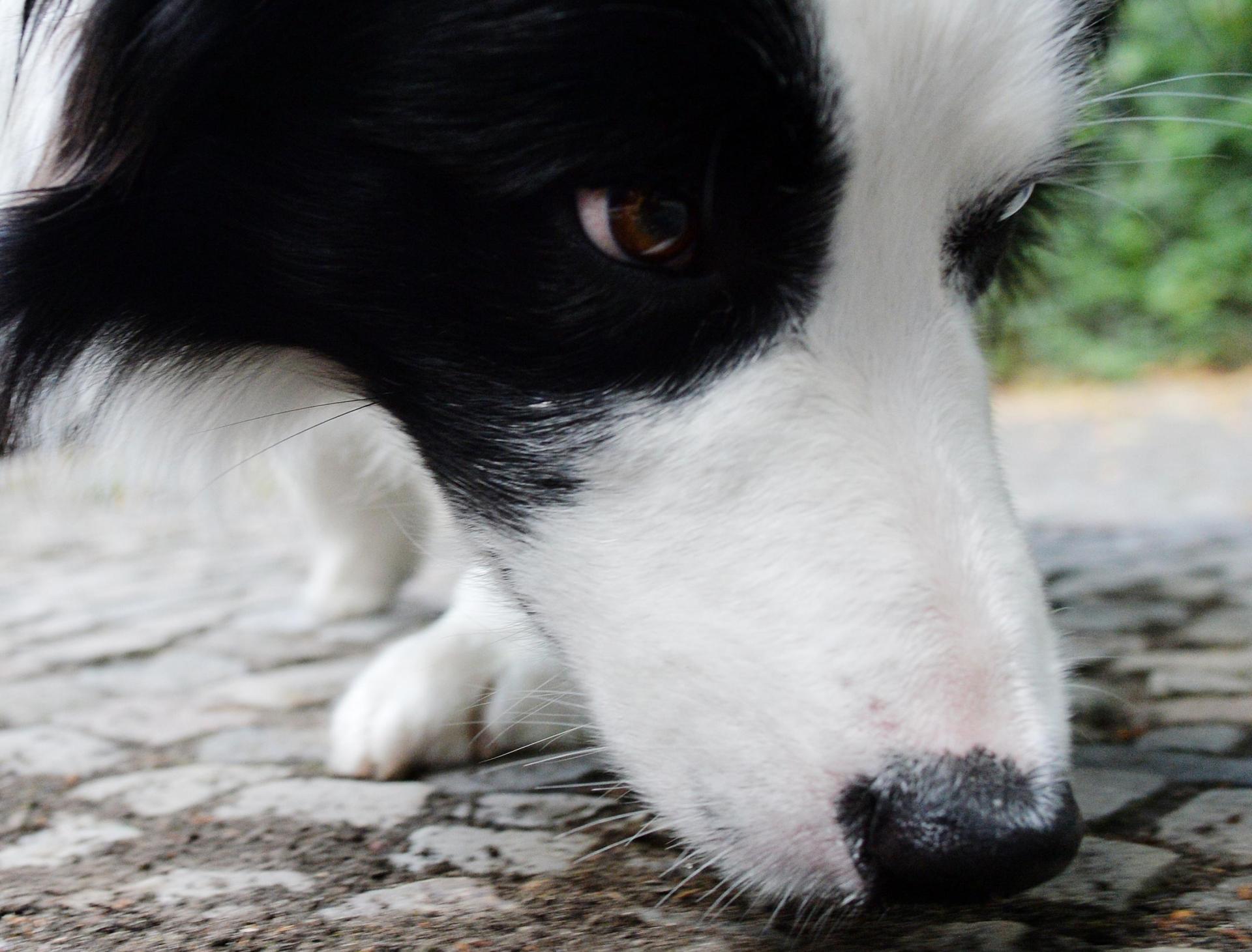 In einem Waldstück bei Wenzenbach sind Giftköder ausgelegt worden. (Symbolbild: Maurizio Gambarini/dpa)