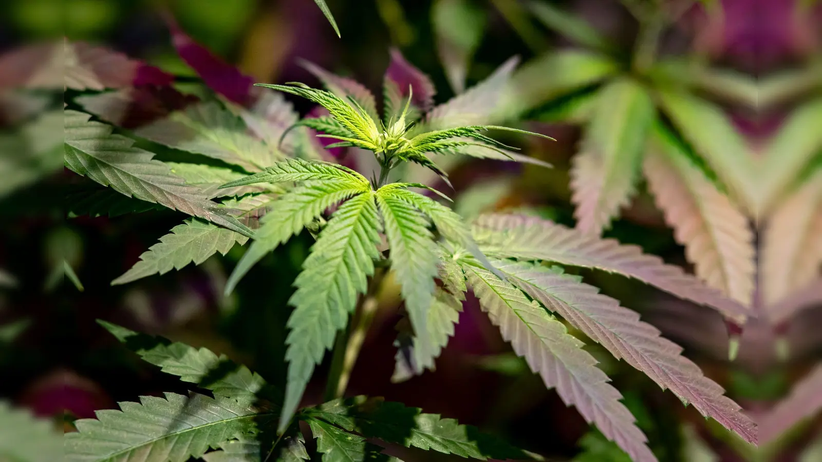 Seit 1. April ist Cannabis in Deutschland legal. (Bild: Fabian Sommer/dpa)