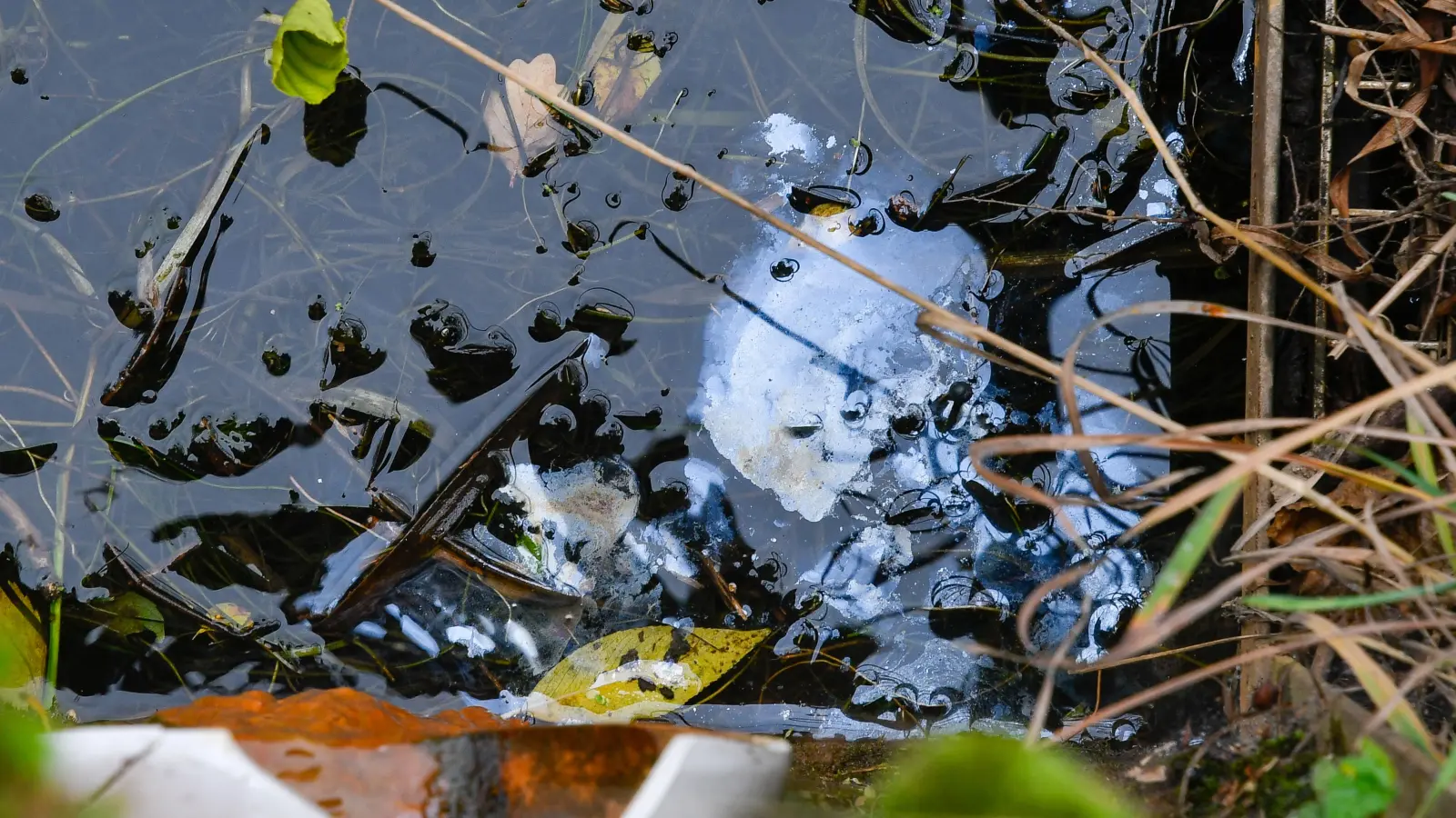 Es sieht zwar aus wie ein Ölfilm, ist aber keiner. Bei diesen Schlieren auf der Wasseroberfläche handelte es sich um ein Produkt von Algen.  (Bild: Petra Hartl)