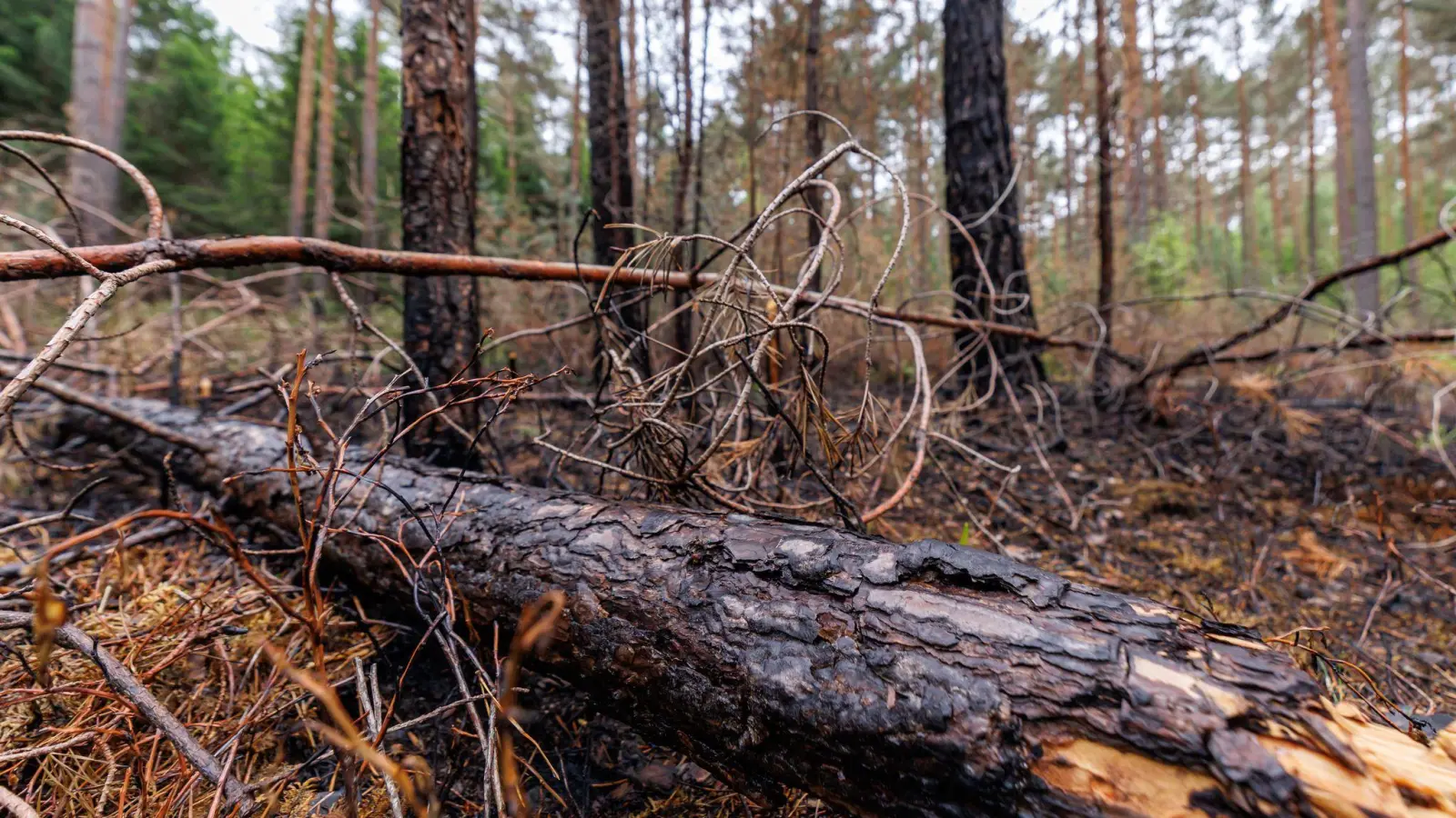 Die Gefahr von Waldbränden, wie hier bei Erlangen im April, ist in diesen Tagen wieder besonders groß. (Archivbild) (Bild: Daniel Karmann/dpa)